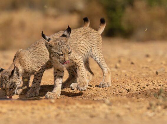 The Iberian lynx: a species on the brink of extinction is now a success story