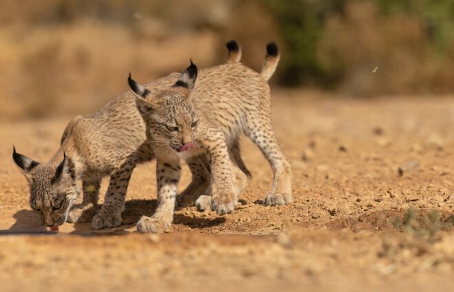 The Iberian lynx: a species on the brink of extinction is now a success story