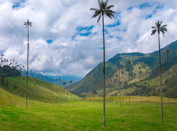 IDOM participa en la COP16 sobre Biodiversidad